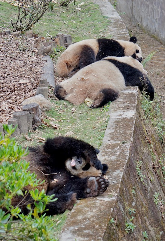 バーチャルツアー：アルビンと一緒にパンダに会いに旅しよう