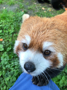 Red Panda Volunteer in Wolong Panda Base Private Tour