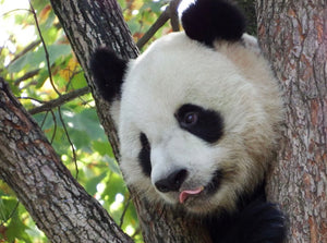 Virtual Tour: Travel with Alvin to Visit PANDAS