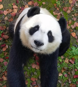 Virtual Tour: Travel with Alvin to Visit PANDAS