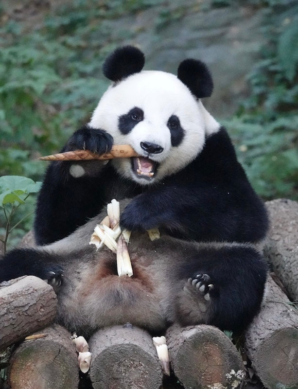 バーチャルツアー：アルビンと一緒にパンダに会いに旅しよう