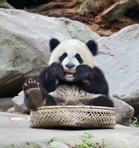 バーチャルツアー：アルビンと一緒にパンダに会いに旅しよう