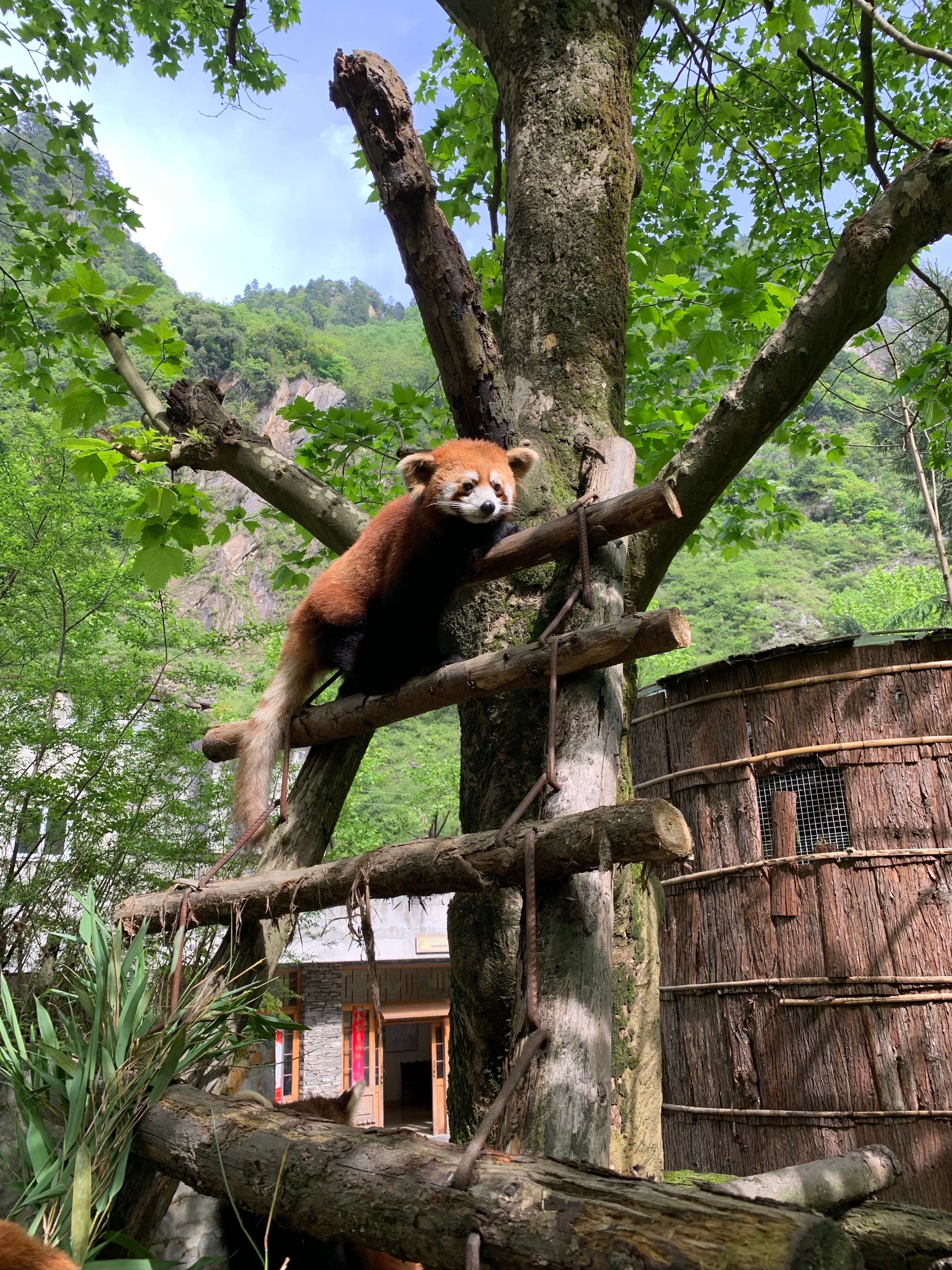 Red Panda Volunteer in Wolong Panda Base Private Tour