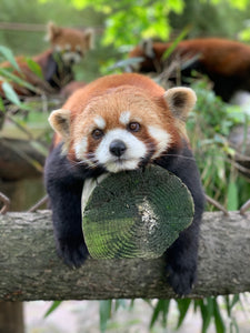 Red Panda Volunteer in Wolong Panda Base Private Tour