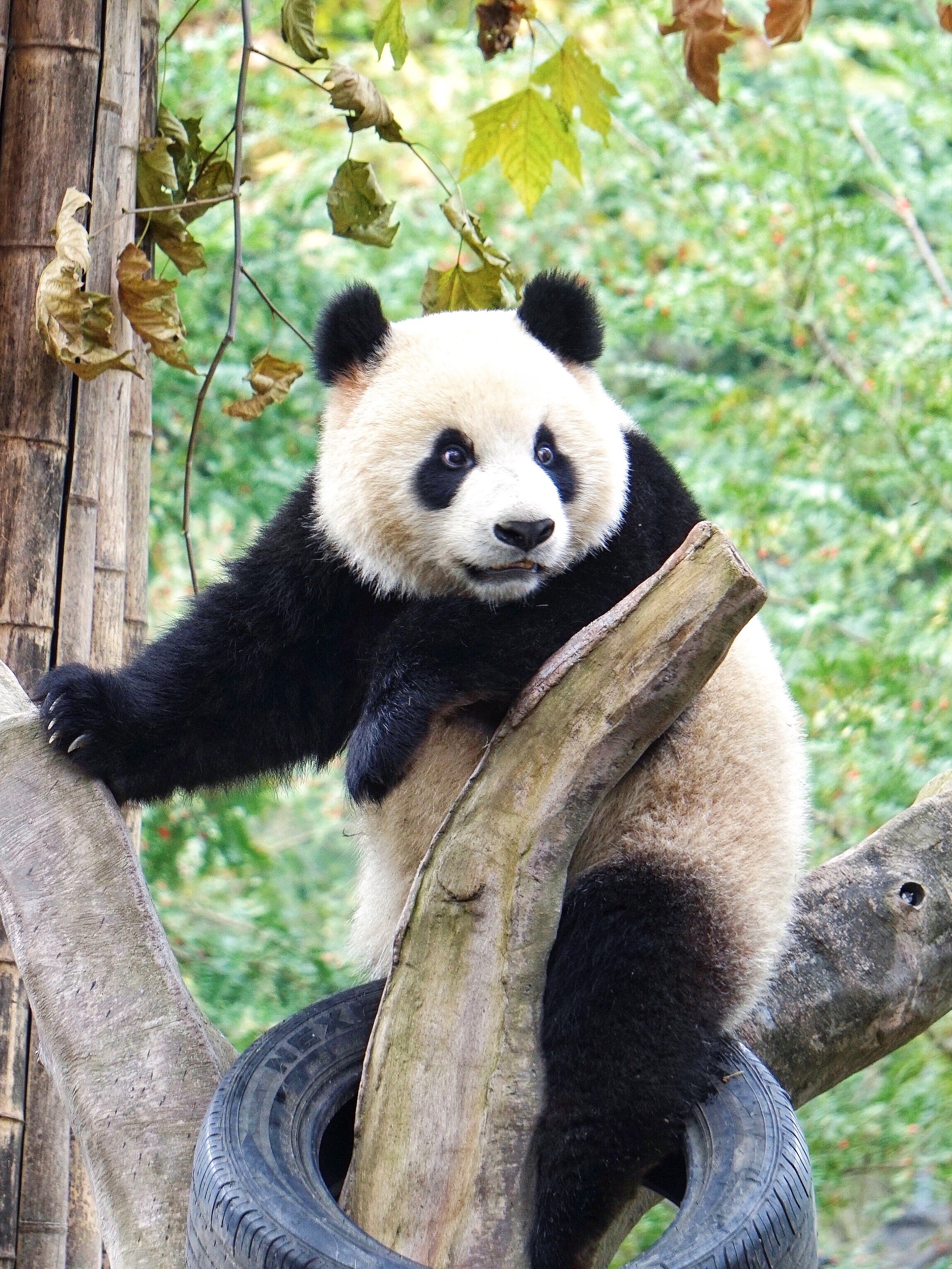 Panda Keeper Volunteer in Dujiangyan Panda Base