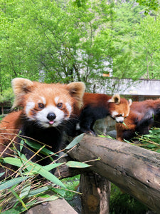 Red Panda Volunteer in Wolong Panda Base Private Tour