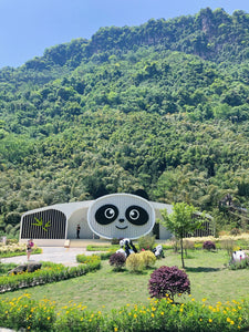 Panda Volunteer in Bifengxia