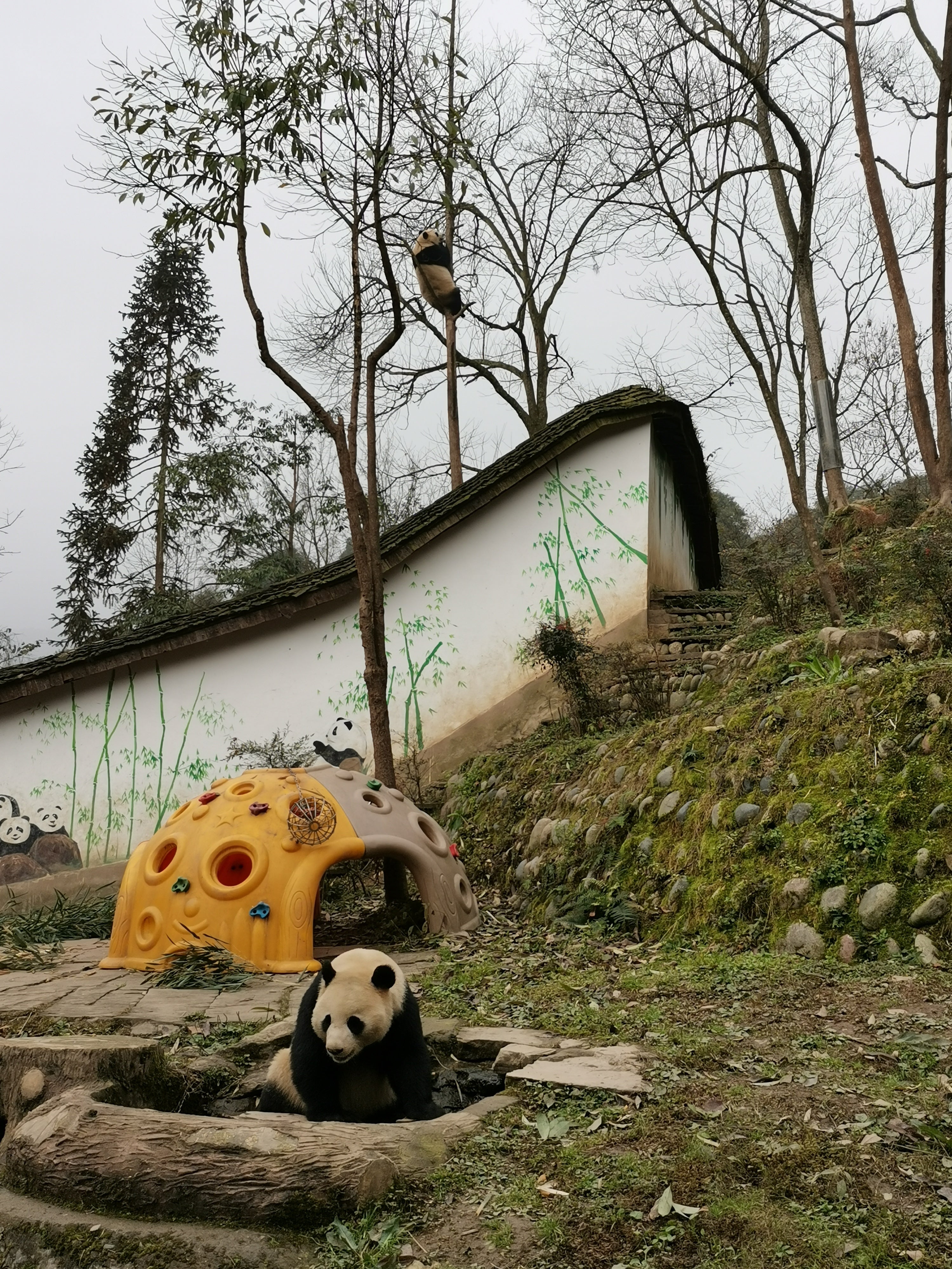 Panda Volunteer in Bifengxia