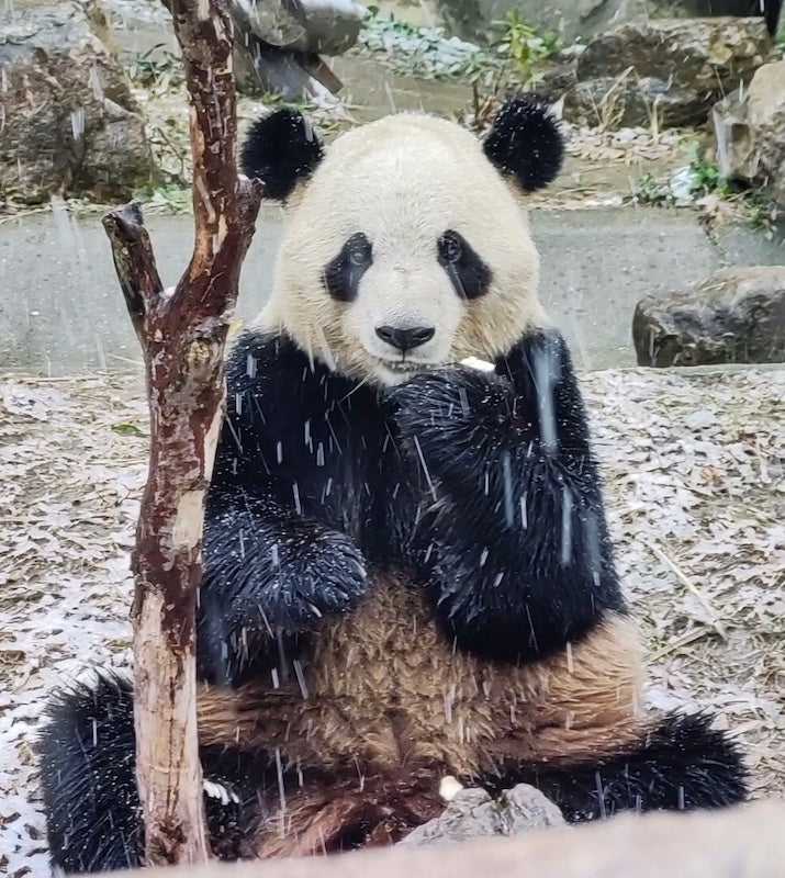 バーチャルツアー：アルビンと一緒にパンダに会いに旅しよう