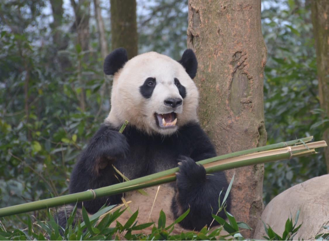 Virtual Tour: Travel with Alvin to Visit PANDAS