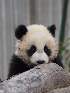 Wolong Panda Base Private Day Tour Volunteering