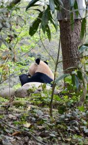 Plan a dream trip to see pandas