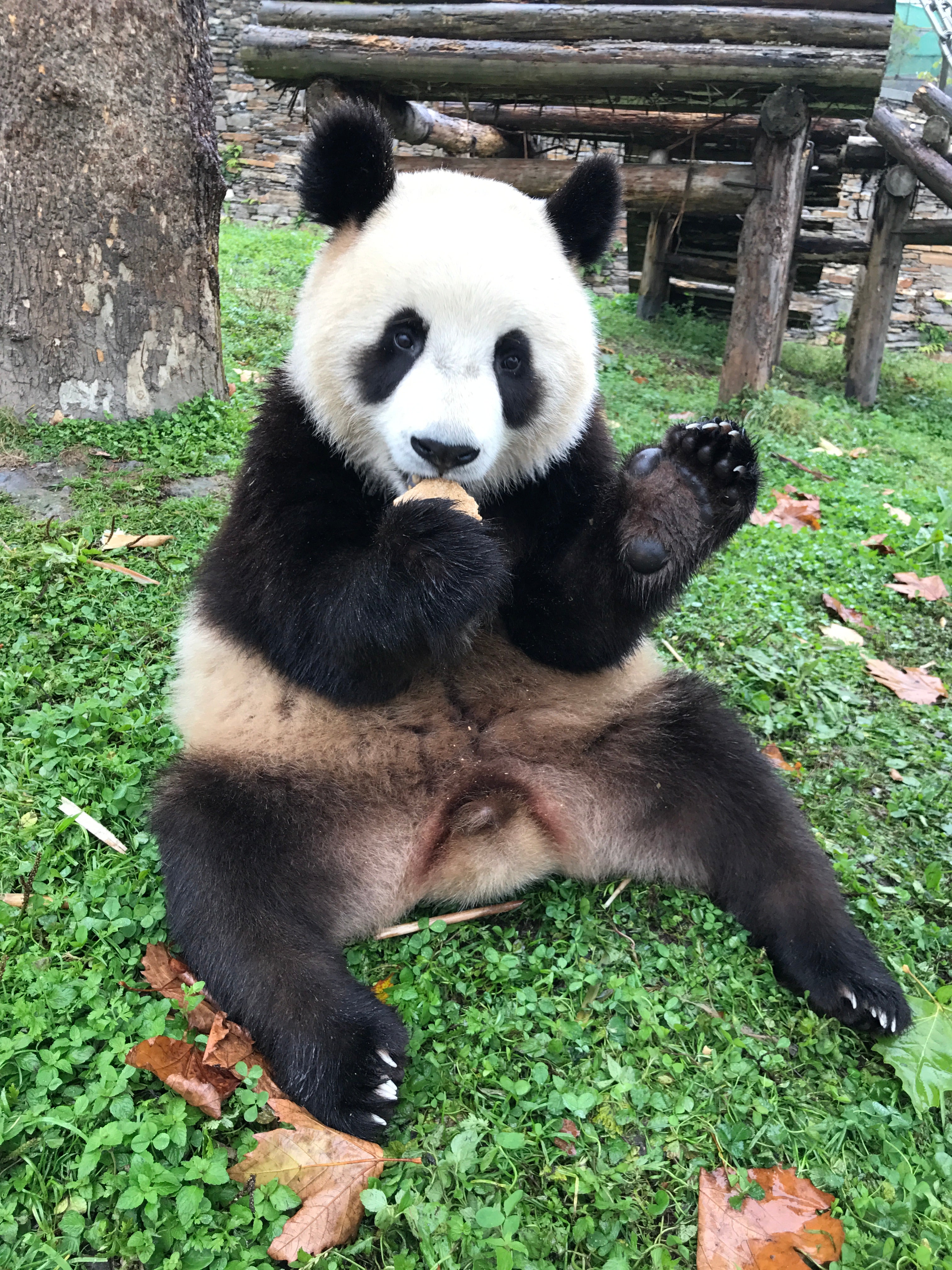 臥龍パンダ基地での1日パンダボランティア