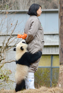 臥龍パンダ基地での1日パンダボランティア